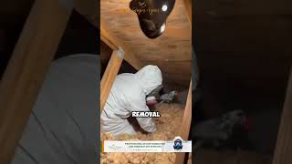 Famous Scared of Black Mold? We’ve Got the Safe Solution #shorts #moldremediation #moldremoval #molds Wealth