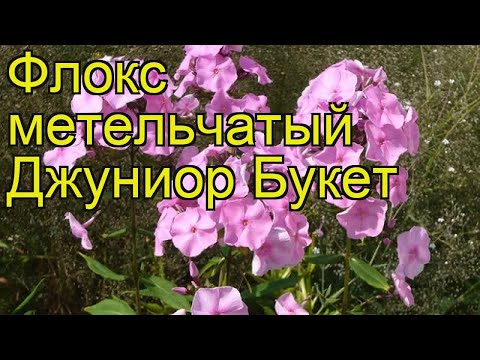 Флокс метельчатый Джуниор