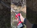 sharp scissors for cutting tree branches #shorts #agriculture #viralshorts #smartfarming #fyp