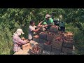 Maryland Farm & Harvest: Peach Process