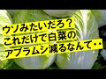 確実に白菜のアブラムシが減る堆肥、増える肥料