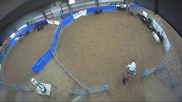 Big Sky Ranch Sorting Saddle Series Finals - Open HC - Round #1 - Ride #8