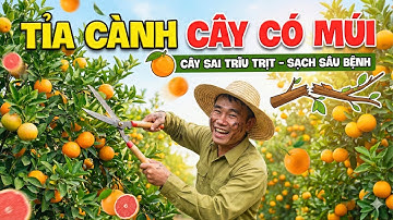 TỈA CÀNH, TẠO TÁN CHO CÂY CÓ MÚI ĐÚNG CÁCH | Sỹ Nguyễn Official