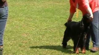 Gordon Setter - Hündinnen Gebrauchshundklasse - Forsthaus Heiligenberg