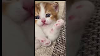 lovely kitty 😺 #cat #kitten #shortsvideo #cat #pets #cutekittten #catlover #comedyfilms #viral