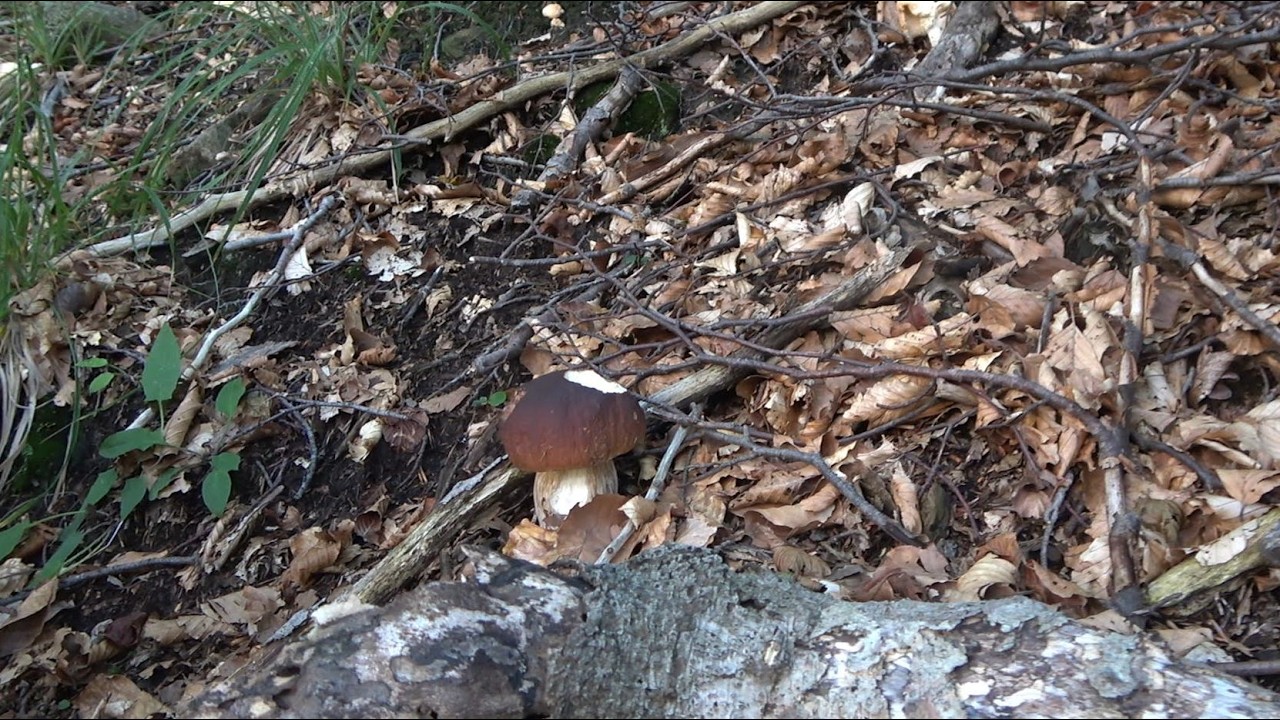 Лечебные белые грибы конца сезона – октябрь 2025 г.