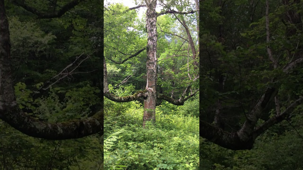 Lake George Vista to Green Spur Trail