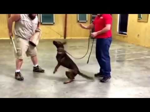 camera iphone 8 plus apk Jango von Prufenpuden 8 Months Old Red Sable German Shepherd