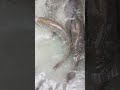 রুই মাছ খেতে খুব সুস্বাদু 😮😮😮 #remix #music #dj #funny #bassboosted #autobile #memes #ai #fishing