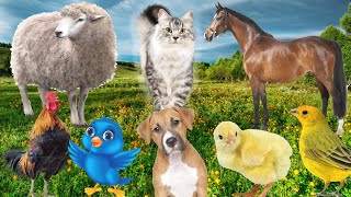 Cute Little Animals Sounds - Cat,Dog, Horse, Sheep, Chicken, bird and Other animals Sounds by Animal Moments  148 views 1 month ago 7 minutes, 3 seconds