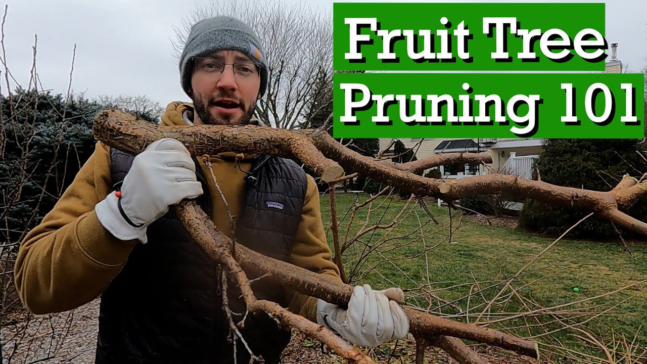 DONT Prune your Fruit Trees Before Seeing This - YouTube