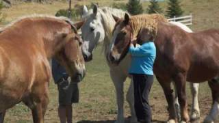 Draft Horse Sanctuary, Uil