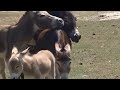 2 donkeys are fighting for 1 female donkey