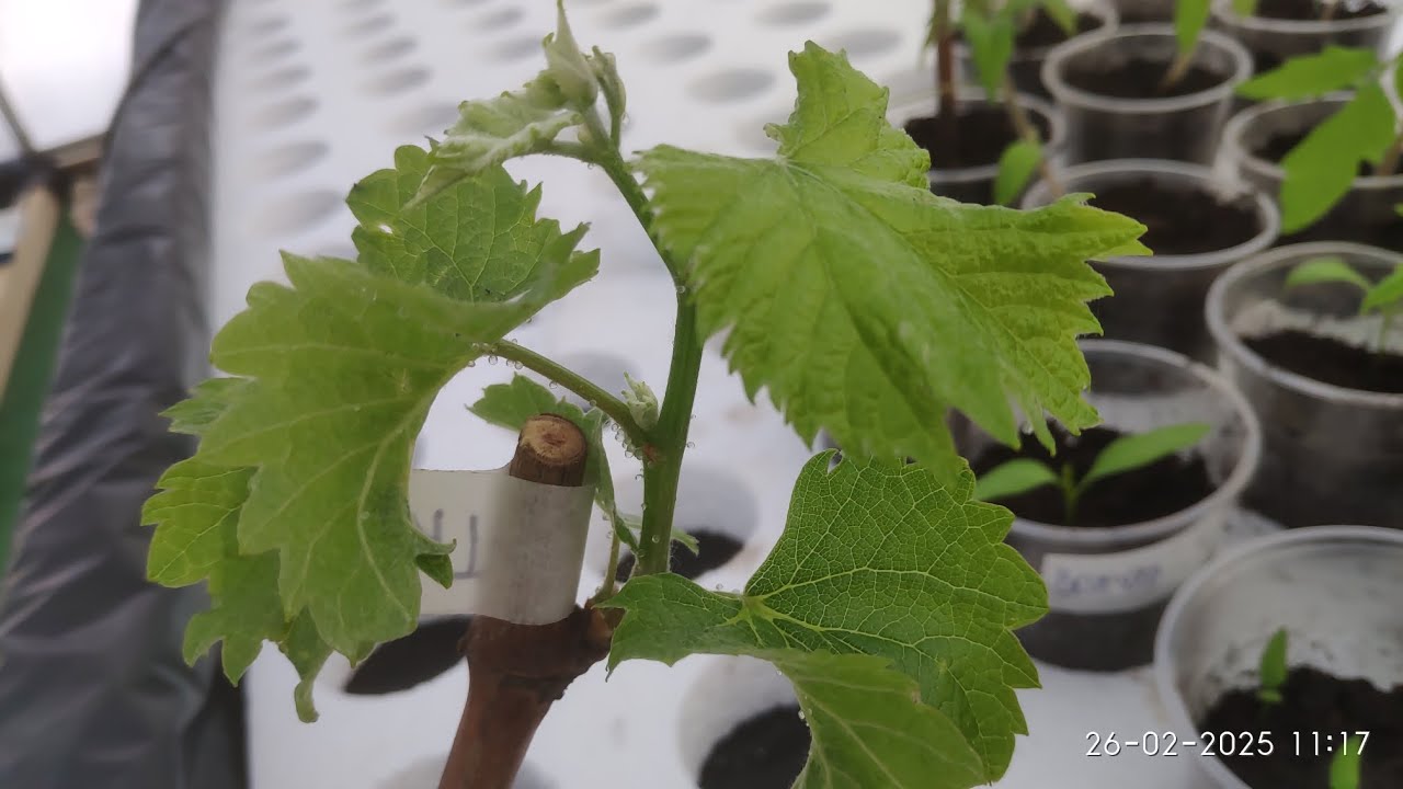 Укоренение винограда, не допускайте ошибок