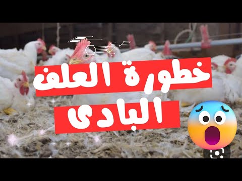 خطورة انك تأكل علف بادى  طول الدورة تربية الفراخ البيضاء بكل بساطة