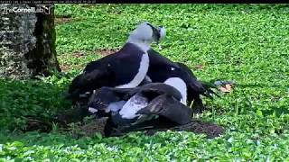 Manawanui and Jett Get Into A Scuffle On Laysan Albatross Cam – Feb 2, 2018