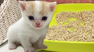 'And what to do with it?' kitten Willie saw a cat litter box for the first time
