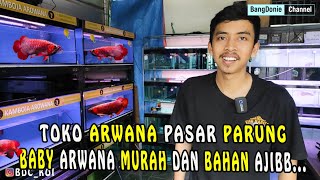 PEDESS DAN MURAH BROO II BABY ARWANA DI TOKO AROWANA KEMBOJA PASAR  PARUNG