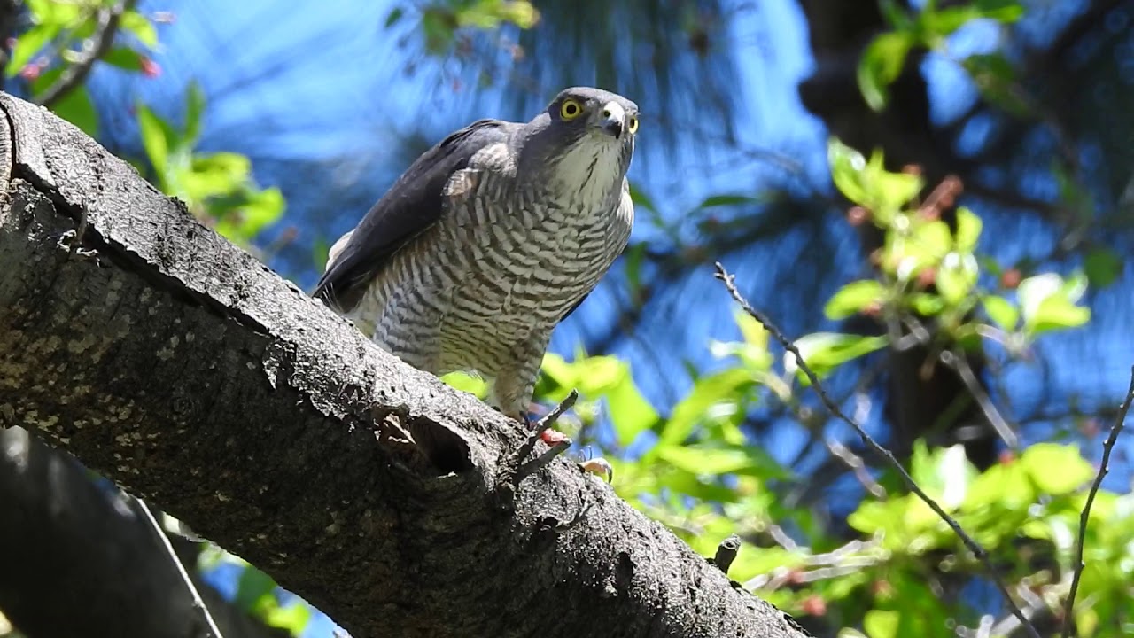 Predation Bird Preys On Lizards Sparrowhawk श क र पक ष छ पकल 猛禽類ツミがトカゲを捕食 Dscn9722 Youtube