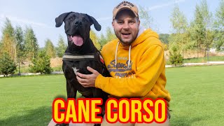 CIEKAWOSTKI O HODOWLI CANE CORSO W DOMU