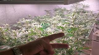 8/12/20 Chilled LED Grow Update