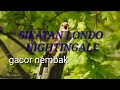 Suara Burung Sikatan Londo Nightingale Untuk Masteran Joss Mp3 - Mp4 Download