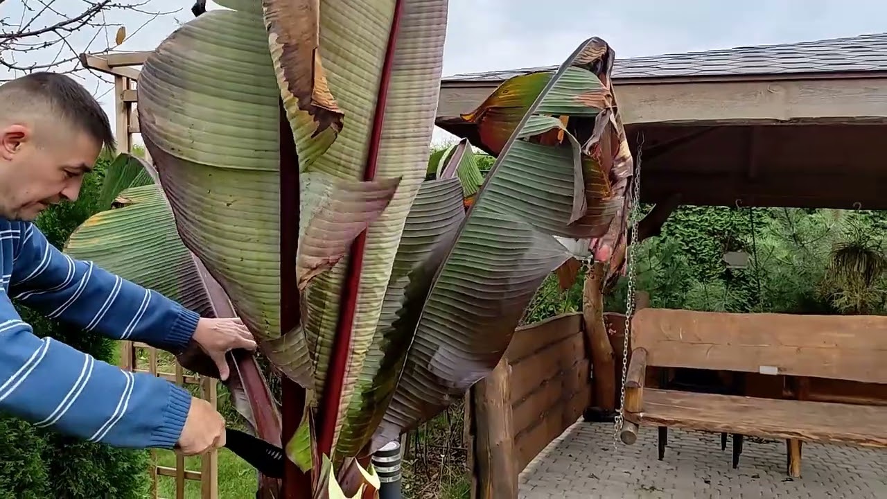 Wykopujemy  Ensete Ventricosum Maurelii, przygotowanie do zimowania, jak zimować