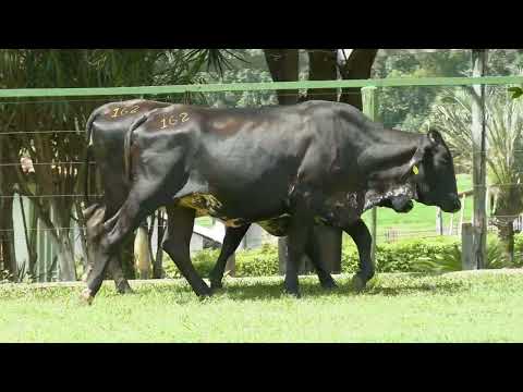 LOTE 162   23º LEILÃO GIROLANDO FAZENDA SANTA LUZIA