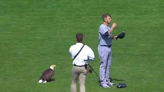 Bald Eagle lands on Seattle Mariners James Paxton as national anthem plays