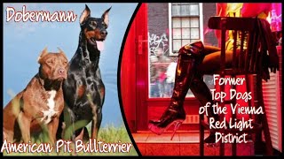 The former Favorite Dogs of the Red Light District  American Pit Bullterrier VS Dobermann