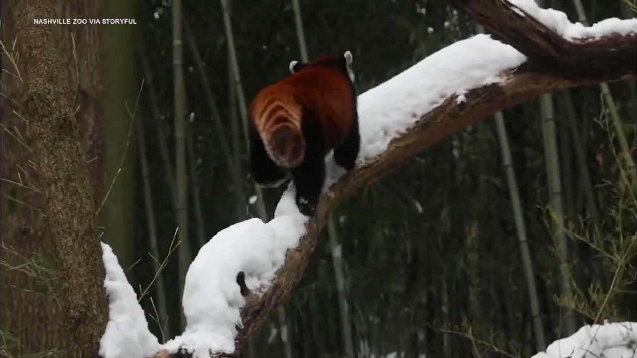 Endangered red pandas embrace snowy weather at Nashville Zoo YouTube