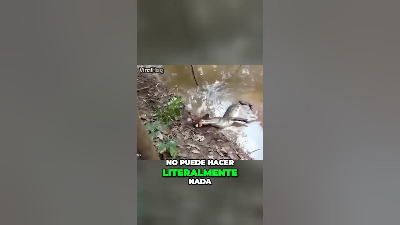 Anguila Electrica Electrocutando Caiman Batalla entre la anguila eléctrica y el caimán - YouTube