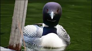 Loon egg casing removal