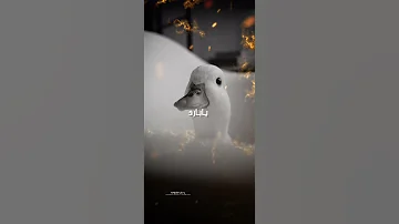 بيقولو عليا بارد فيها حاجه دي عادي جدا عادي خالص قريبا 