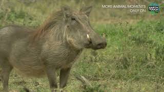 Warthogs Vs Cheetahs