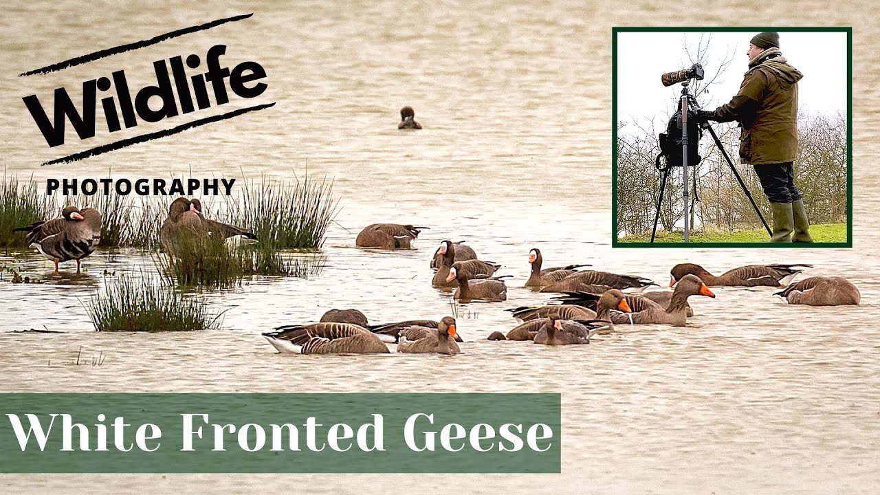 WHITE FRONTED GEESE & Floods - UK WILDLIFE and NATURE Photography