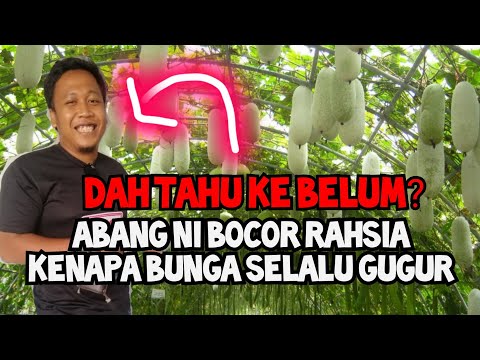 Video: Penyemburan Asid Borik Untuk Tomato Dan Timun