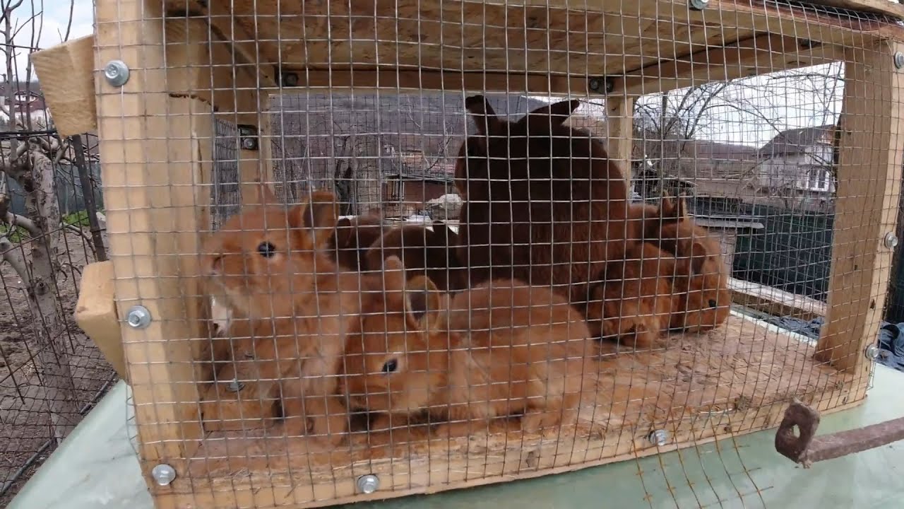 Cuibul de Neozeelandez Rosu! Curatenie generala la iepurasi