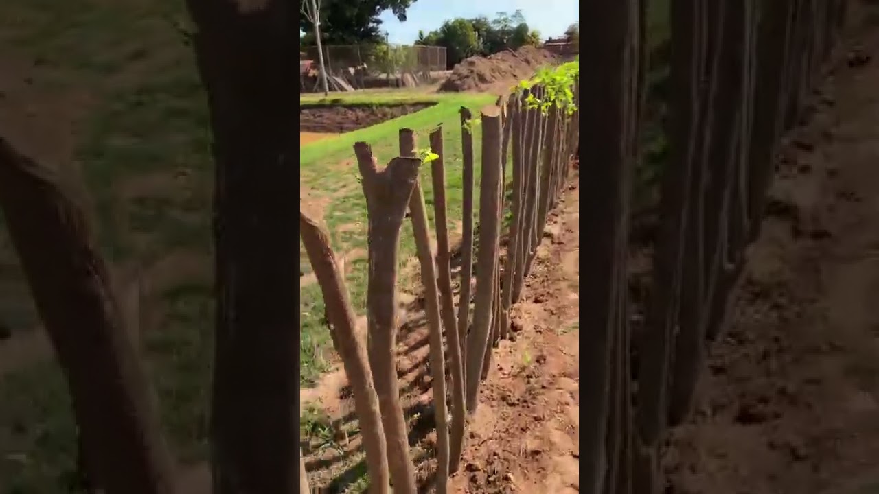 Gliricídia Sepium - Cerca Viva - Plantio por Estacas