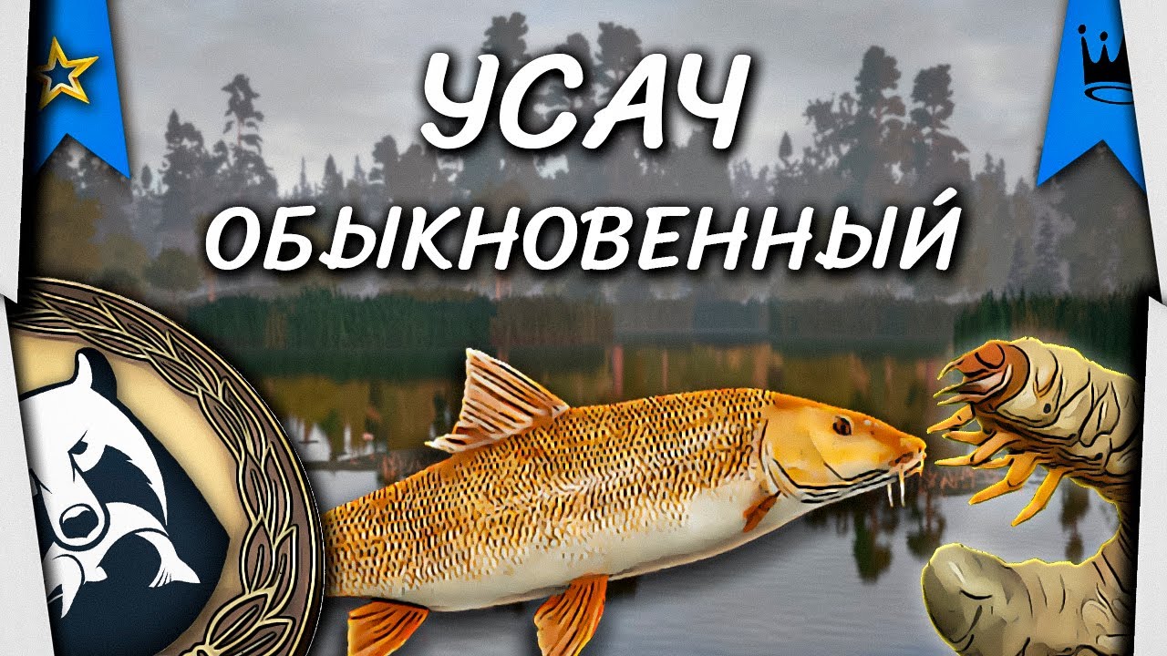 Актуальная точка. Усач Обыкновенный. Медвежье Оз. Русская Рыбалка 4 ...