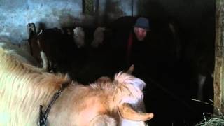 Quinto pulizia stalla mucche