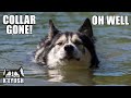 Husky LOST COLLAR While SWIMMING For Fish In the Woods!