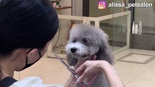 [ 앨리사 ] 강아지 푸들 미용 테디베어컷 스포팅 / korea pet grooming / 韓國寵物美容