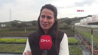 Baba Mesleğini Süs Bitkileri Ihracatı Ile Sürdüren Mühendis Nihal, Kadın Çiftçilerle Çalışıyor