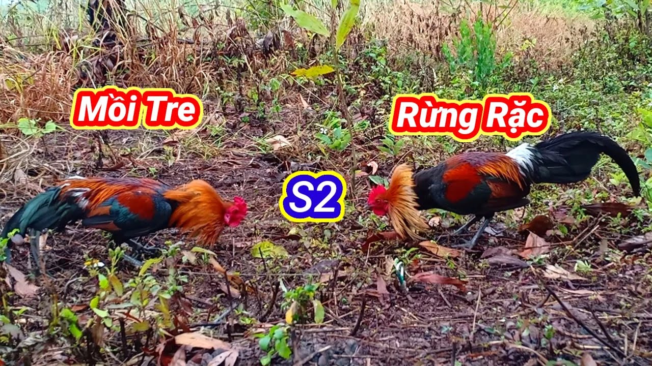 Bẫy Gà Rừng Miền Bắc Bằng MồiTre So Tài với Trống Rừng Rặc Cực Hay | Hoàng Thắng