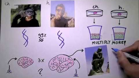 How different are human and chimpanzee brain stem cells?