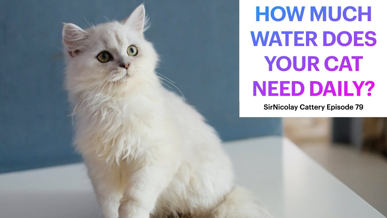 How Much Water Do Cats Need Daily YouTube How Much Water Do Cats Need Daily YouTube