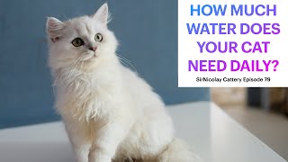 How Much Water Do Cats Need Daily? by James Nicolay 1,134 views 1 year ago 11 minutes, 37 seconds