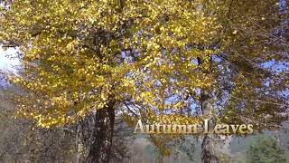 Autumn leaves. Bogdan Milka. Violin.