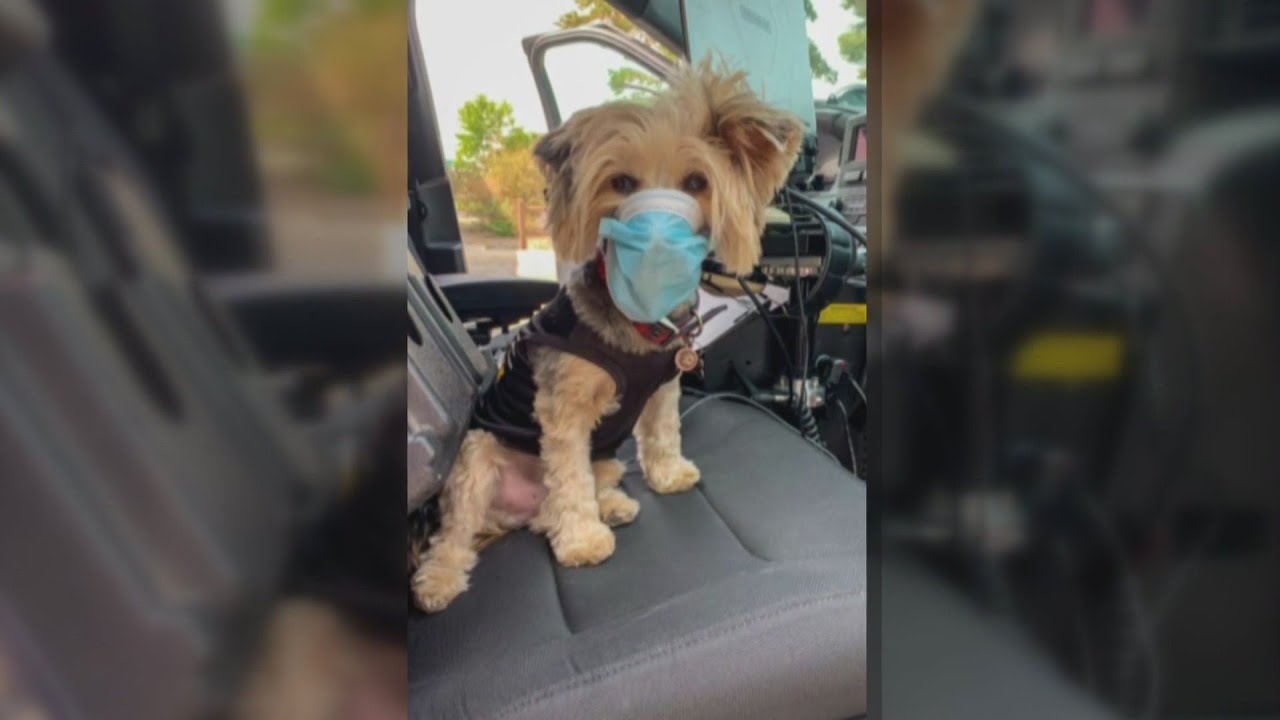 Farmington Police Department introduces new 'pawficer'